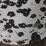 Franchise Iteration 2in1 Shorts Women